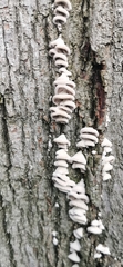 Schizophyllum commune