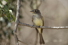 Xenotriccus mexicanus