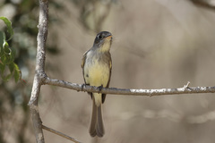 Xenotriccus mexicanus