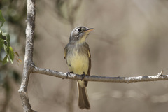 Xenotriccus mexicanus