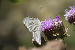 Hesperocharis