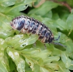 Armadillidium pulchellum