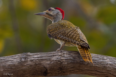 Campethera punctuligera