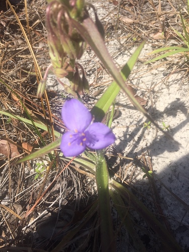 Tradescantia roseolens image