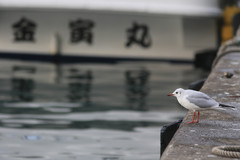 Chroicocephalus ridibundus