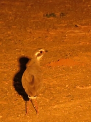 Rhinoptilus chalcopterus