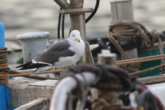 Larus crassirostris