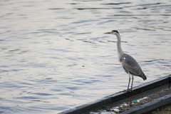 Ardea cinerea