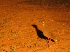 Rhinoptilus chalcopterus