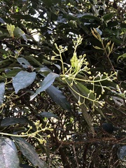 Machilus zuihoensis mushaensis