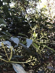 Machilus zuihoensis mushaensis