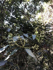 Machilus zuihoensis mushaensis