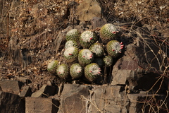 Mammillaria karwinskiana nejapensis