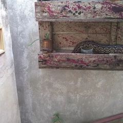 Boa constrictor occidentalis