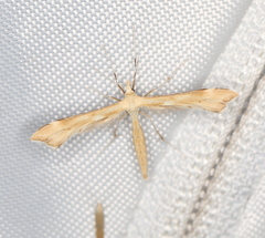 Stenoptilia pterodactyla