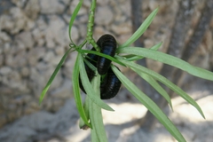 Archispirostreptus gigas