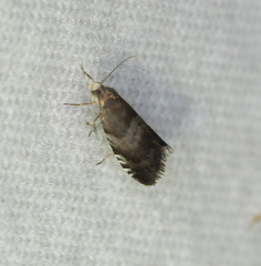 Strophedra nitidana