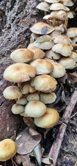 Hypholoma fasciculare