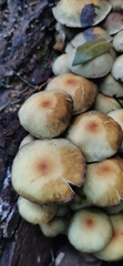 Hypholoma fasciculare