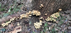 Hypholoma fasciculare