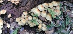 Hypholoma fasciculare