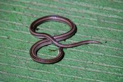 Striped Kukri Snake photo 2