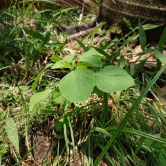 Acalypha indica