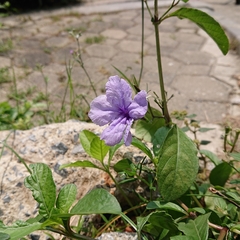 Ruellia tuberosa