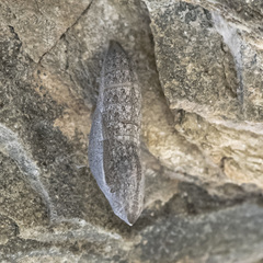 Belenois aurota