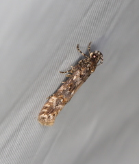 Teleiopsis diffinis