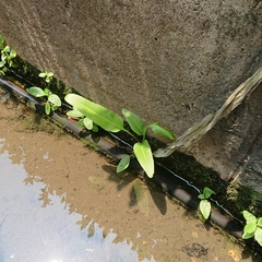 Acrostichum aureum