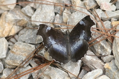 Laringa horsfieldii