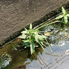 Eclipta prostrata