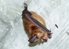 Rhinolophus pusillus