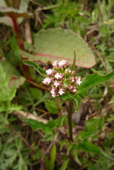 Valeriana flaccidissima