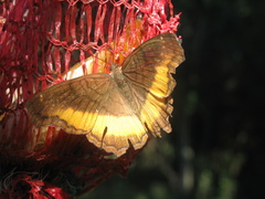 Eurytela dryope angulata