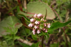 Valeriana flaccidissima