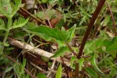 Valeriana flaccidissima