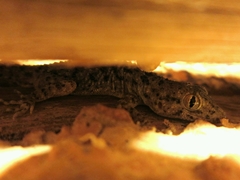 Cyrtopodion scabrum