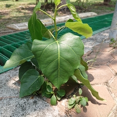 Ficus rumphii