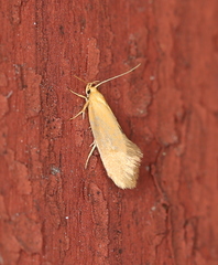 Crassa tinctella