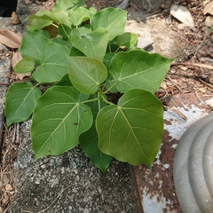 Ficus rumphii