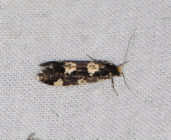Triaxomera fulvimitrella