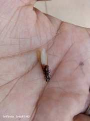 Reticulitermes
