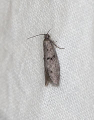 Wockia asperipunctella