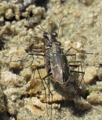 Ellipsoptera