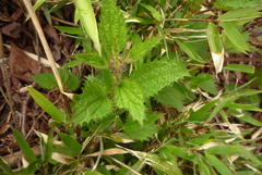 Urtica taiwaniana