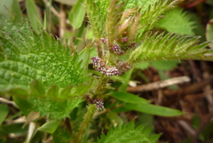 Urtica taiwaniana