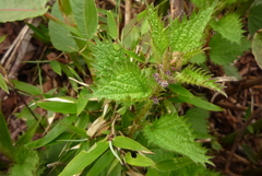 Urtica taiwaniana
