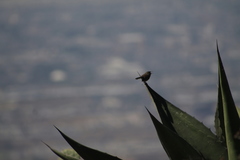 Campylorhynchus gularis